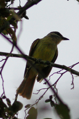 Myiodynastes hemichrysus