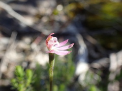 Caladenia pusilla