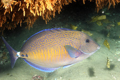 Prionurus maculatus
