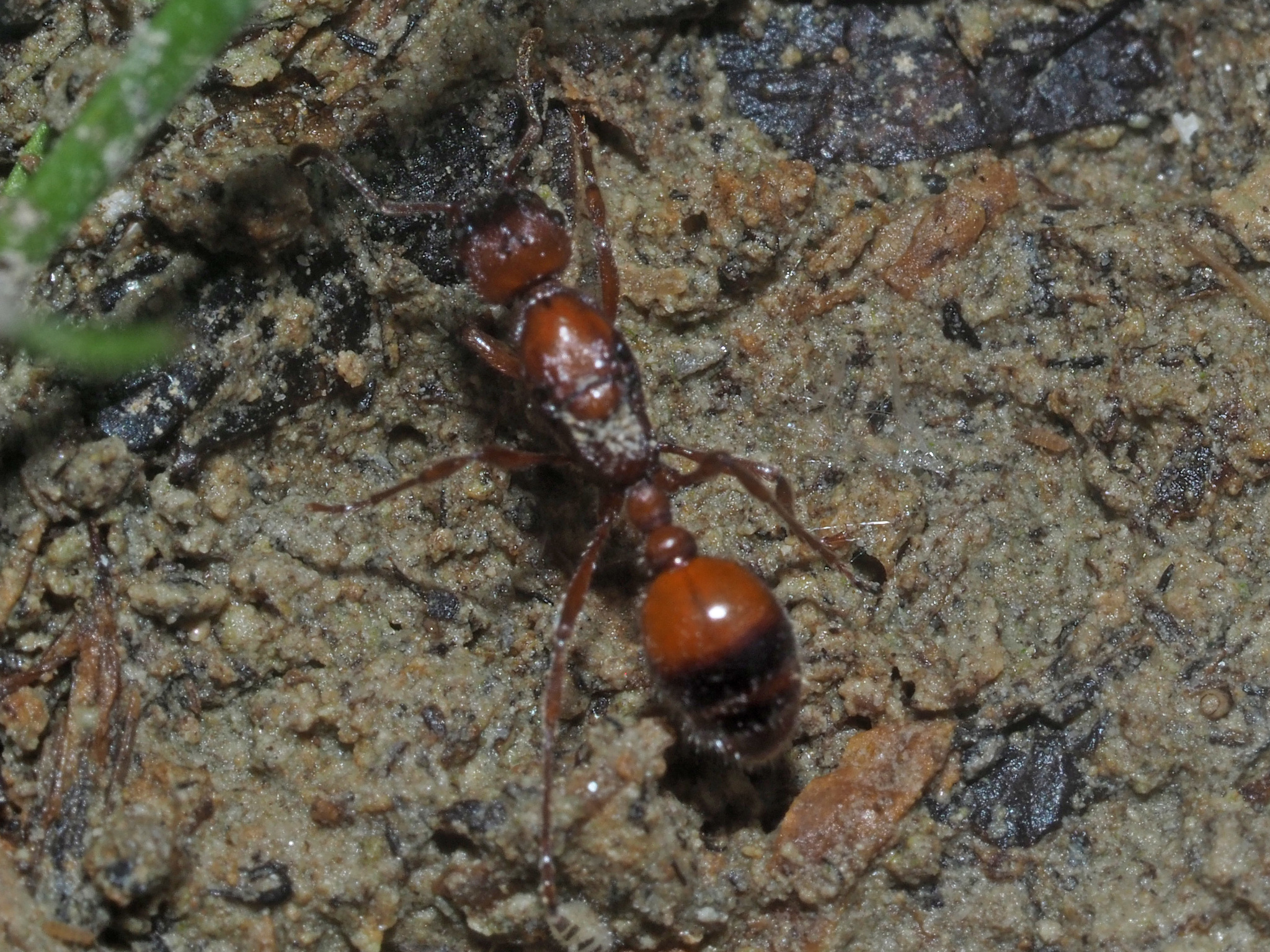 Manica rubida