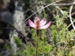 Caladenia pusilla