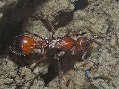 Manica rubida