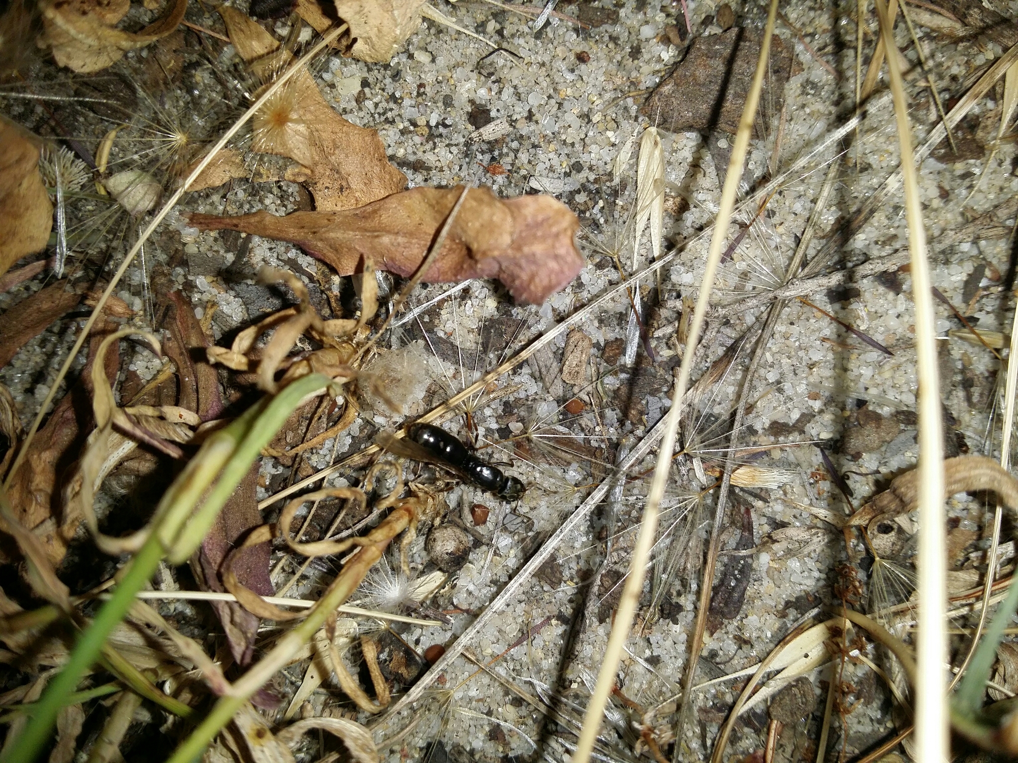 Brachyponera lutea