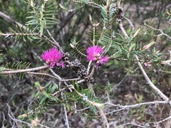 Melaleuca wilsonii