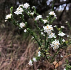 Pimelea flava