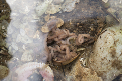 Baseodiscus delineatus
