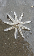 Luidia senegalensis