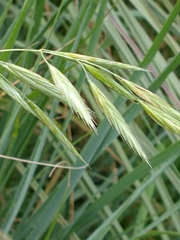 Bromus auleticus