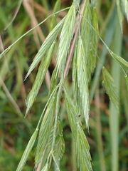 Bromus auleticus