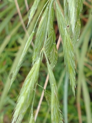 Bromus auleticus