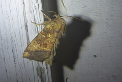 Papaipema cataphracta