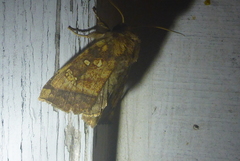 Papaipema cataphracta