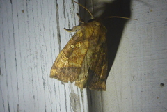 Papaipema cataphracta