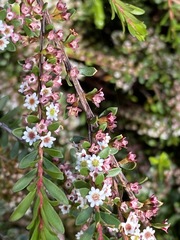 Thryptomene micrantha