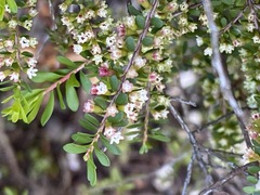 Thryptomene micrantha