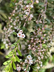 Thryptomene micrantha
