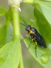 Adurgoa gonagra