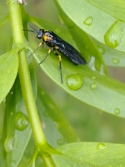 Adurgoa gonagra