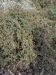 Thryptomene micrantha