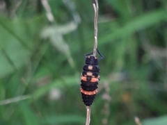 Coccinellidae