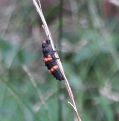 Coccinellidae