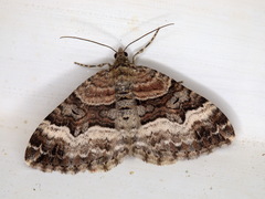 Xanthorhoe biriviata