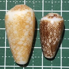 Conus omaria
