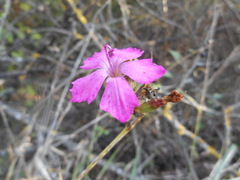 Dianthus balbisii