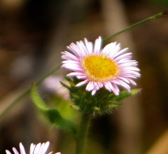 Erigeron nivalis