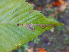 Ectoedemia quadrinotata