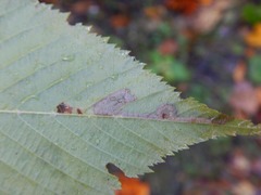 Ectoedemia quadrinotata