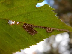 Ectoedemia quadrinotata