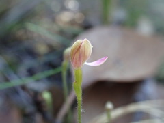 Caladenia pusilla