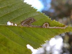 Ectoedemia quadrinotata