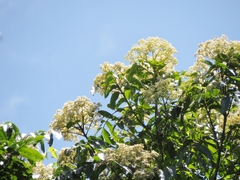 Flindersia acuminata