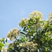 Flindersia acuminata - Photo (c) paluma, some rights reserved (CC BY-NC), uploaded by paluma