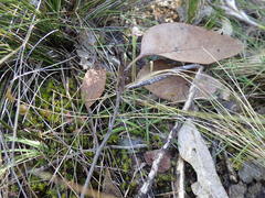 Caladenia pusilla