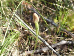 Caladenia pusilla