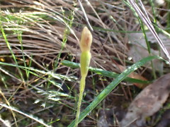 Caladenia pusilla