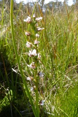 Prasophyllum suttonii
