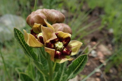 Pachycarpus concolor