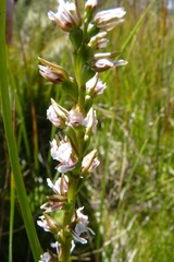 Prasophyllum suttonii