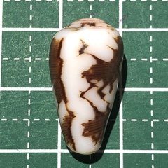 Conus striatus
