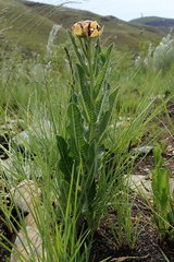Pachycarpus concolor
