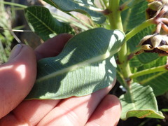 Pachycarpus concolor