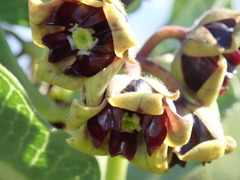 Pachycarpus concolor