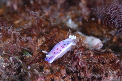 Goniobranchus thompsoni