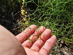 Corynotheca micrantha