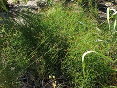 Corynotheca micrantha