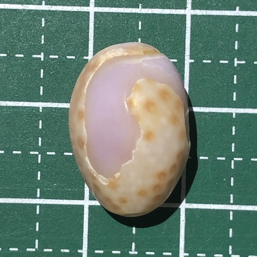 アヤメダカラ
